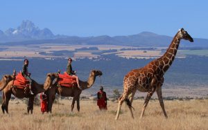 Camel Trekking Safari in Laikipia, Kenya