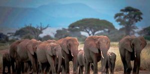 group of large elephants with huge tusks in Amboseli national park, in Kenya