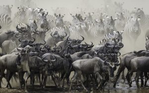 Great Migration of wildebeest and zebras In Kenya