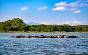 group of hippos in Nakuru Lake, Kenya