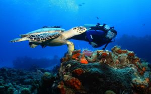 Diving with turtles in Watamu, Kenya