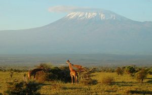 a groups of giraffes and the majestic view of Kilimanjaro Mountain from Amboseli national park in Kenya