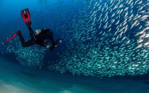 diver and a school of fish in Madagascar