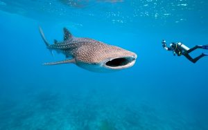 diver and a whale shark in Madagascar