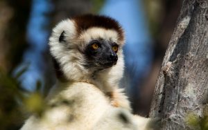 White Lemur in Madagascar
