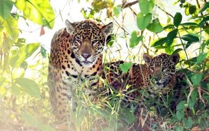 Jaguars in Porto Jofre, Pantanal, Brazil