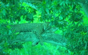 Jaguar on the tree in Porto Jofre, Pantanal, Brazil