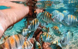 Snorkeling with fish in the natural pools of Porto de Galinhas, Pernambuco, Brazil