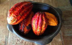 Fresh cacao fruits in Itacare, Bahia, Brazil