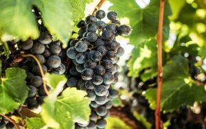 Brazilian Wine region, Serra Gaucha