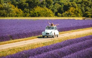 Vintage Cars in Provence, in the lavender fields