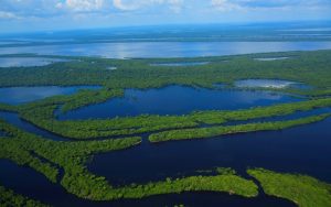 Amazon Jungle in Brazil