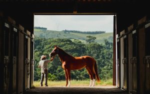 Horse in the Brazilian countryside
