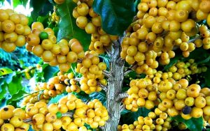 Coffee beans in Brazil