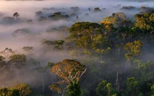 Amazon Rainforest at Sunrise with fog and beautiful light