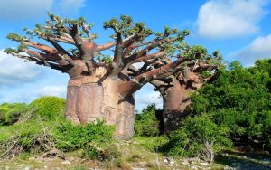 Baobab tree