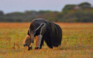 Anteater in the Pantanal