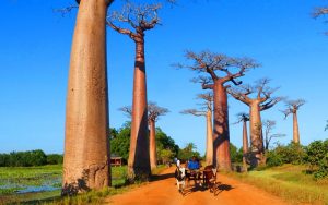 Avenue of the Baobabs in Morondava, Madagascar