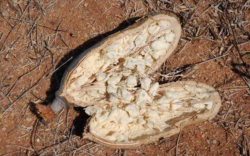 baobab fruit