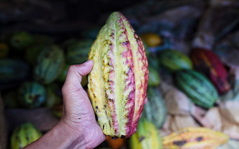 Cacao, Madagascar