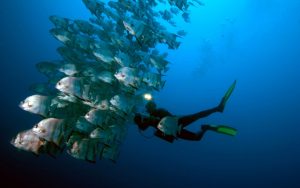 Diving