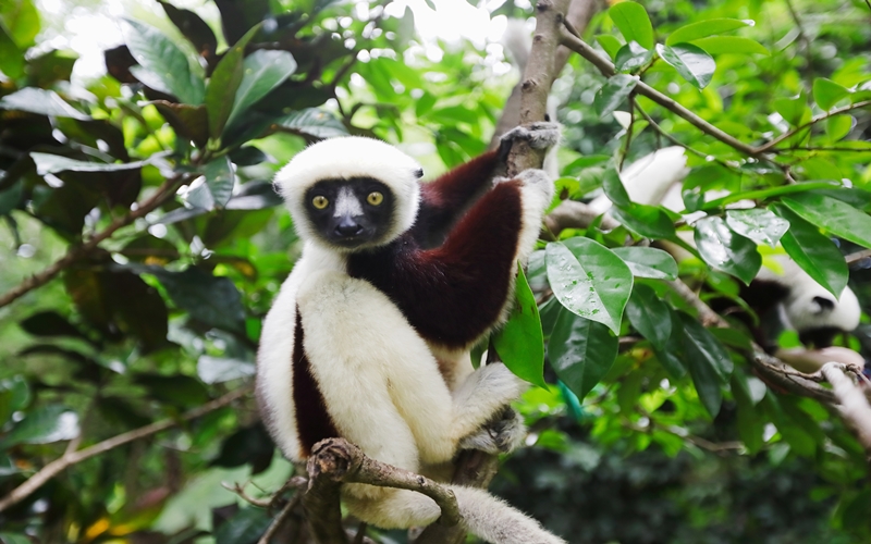 Lemur in Madagascar