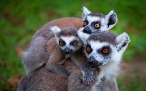 Lemurs in Madagascar