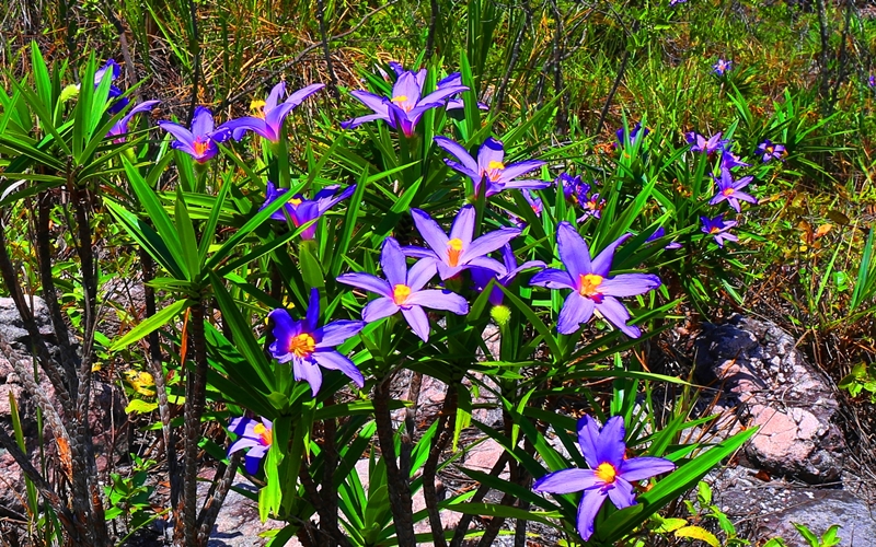 Purple Lilies in Chapada dos Veadeiros