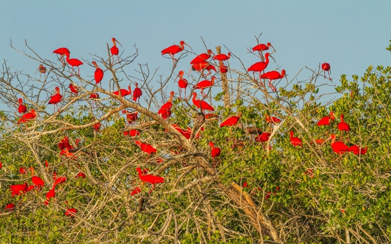 Flock of red ibis birds in Delta de Parnaiba, Brazil