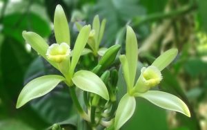 Vanilla Flowers in Madagascar