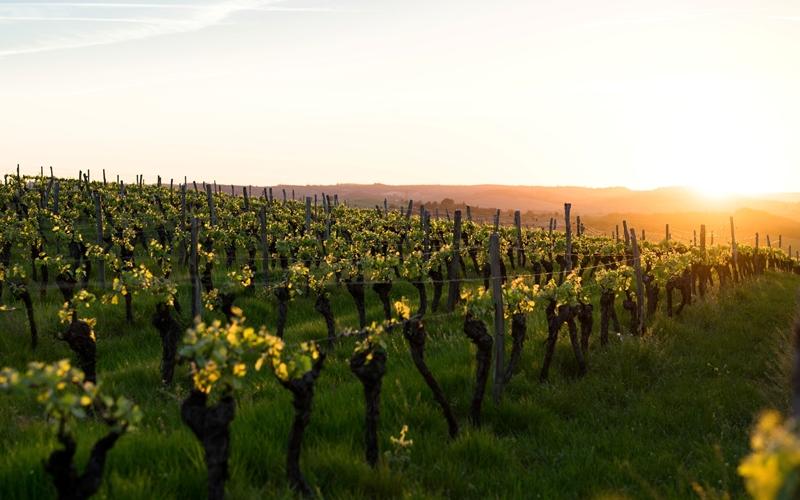 Vineyard