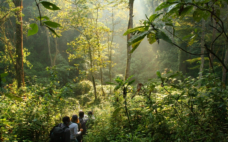 Bwindi Forest