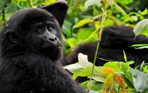 Gorilla Family, Uganda