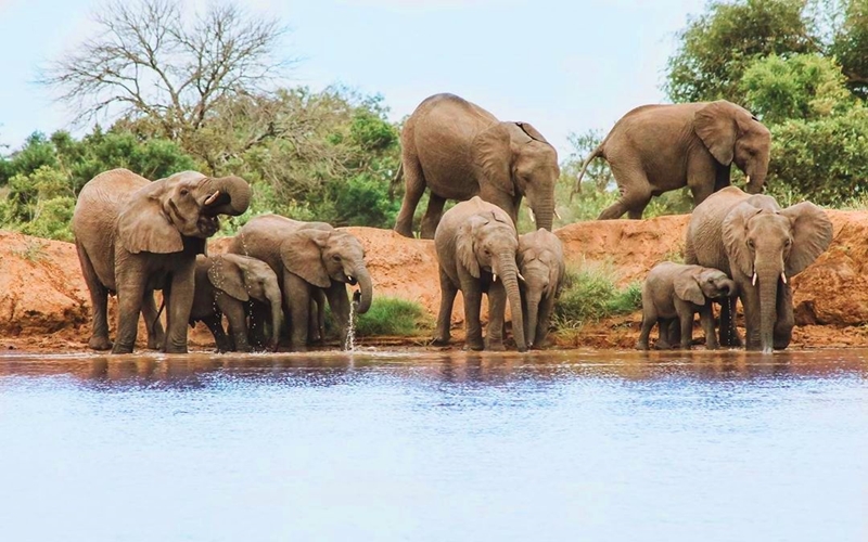 Elephants in South Africa