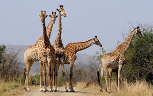Giraffes in Hluhluwe