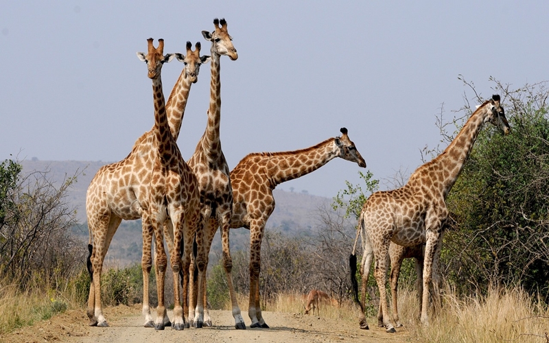 Giraffes in Hluhluwe
