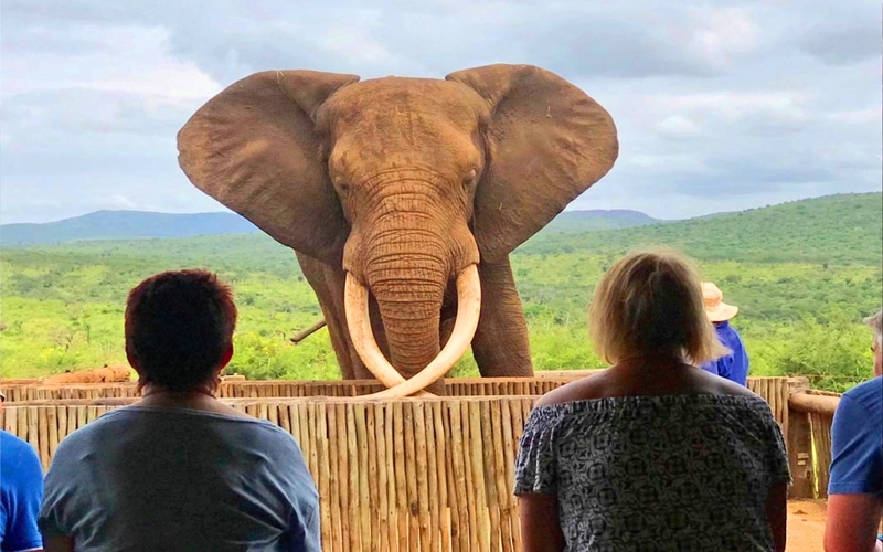 Habituated Elephant