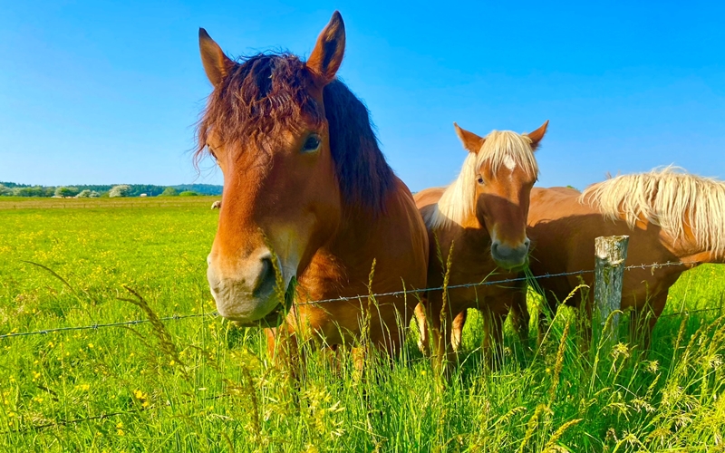 Horses in Jura
