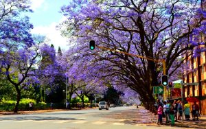Jacaranda tree in Pretoria