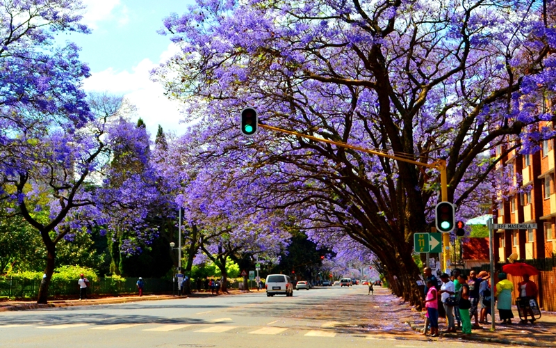 Jacaranda tree in Pretoria