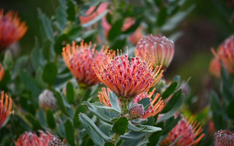 Kirstenbosch Garden in Cape Town