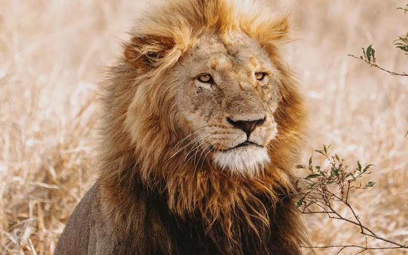 Lion in South Africa