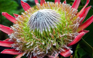 Protea Flower