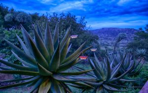 Aloe at Three Tree Hill Lodge in South Africa