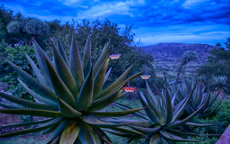 Aloe at Three Tree Hill Lodge in South Africa