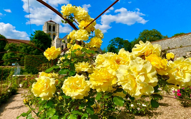 Yellow rose flowers in the medieval village of Vezelay in France