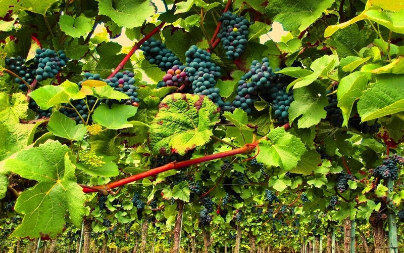 Red Wine Grapes in France