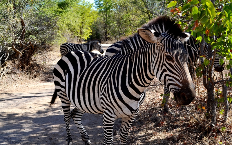 Zebra in Kruger