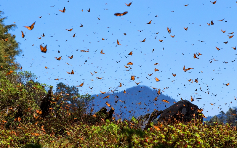Monarch Butterfly Migration, Japan