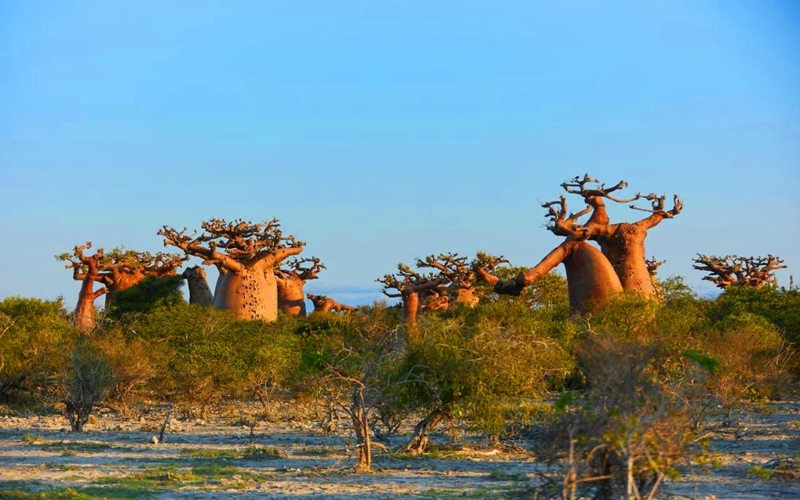 Andavadoaka Baobabs, Madagascar